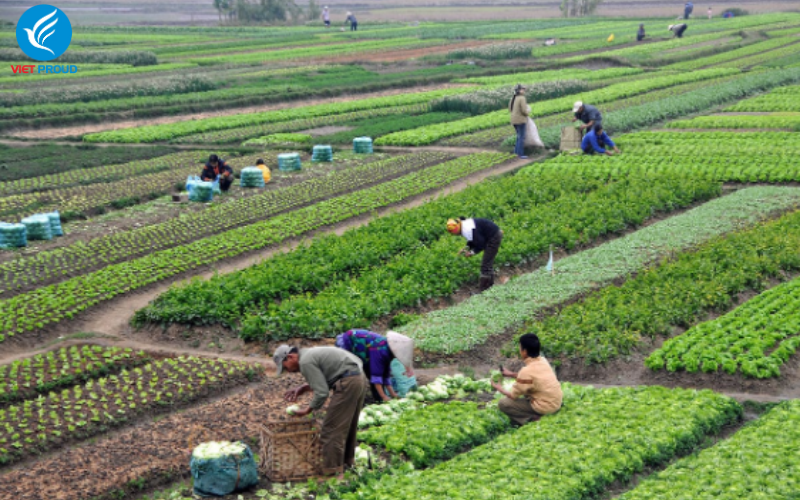 xuất khẩu lao động có những ngành nào 